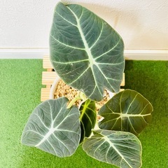 アロカシア　ブラックベルベット　観葉植物　鉢植え　そのまま飾れる　無機質の土の画像
