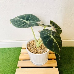 アロカシア　ブラックベルベット　観葉植物　鉢植え　そのまま飾れる　無機質の土の画像
