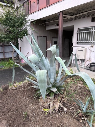 身長高さの巨大多肉　アガベ