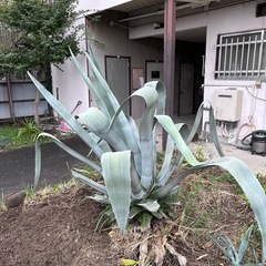 身長高さの巨大多肉　アガベの画像