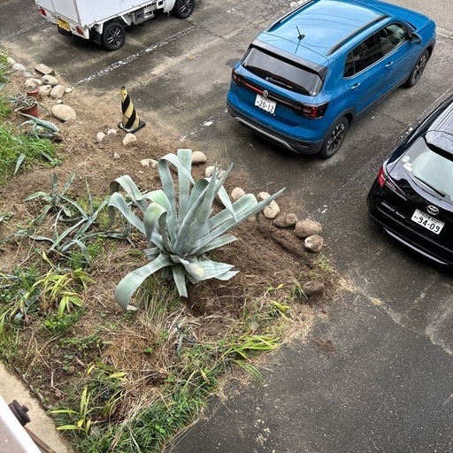 身長高さの巨大多肉　アガベ