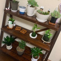観葉植物　棚の画像