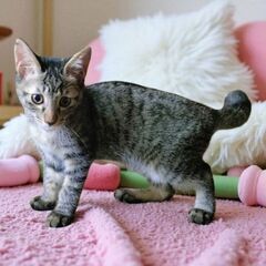 10月12日(日)🩷三鷹で猫の譲渡会🩷キジトラの男の子　生後３ヶ...