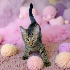 10月12日(日)🩷三鷹で猫の譲渡会🩷キジトラの男の子　生後３ヶ...