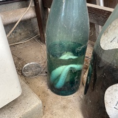 マムシ酒の画像