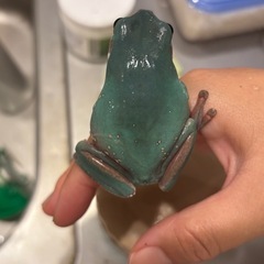 イエアメガエル（スノーフレイク✖️ブルー）の画像