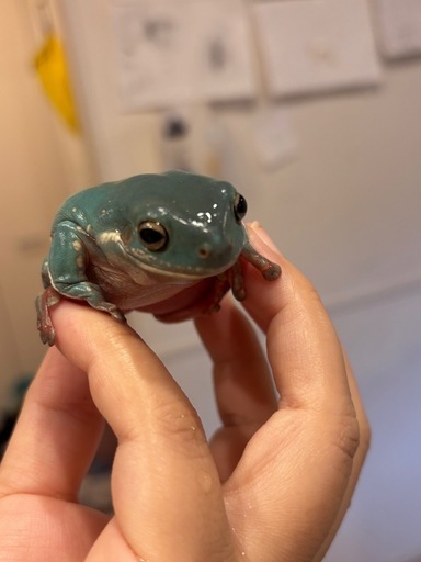 イエアメガエル（スノーフレイク✖️ブルー）