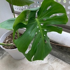 観葉植物　モンステラの画像