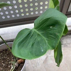 観葉植物　モンステラの画像