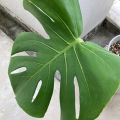 観葉植物　モンステラの画像
