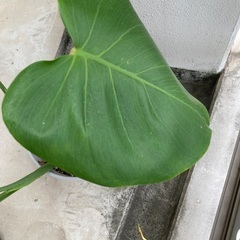 観葉植物　モンステラの画像