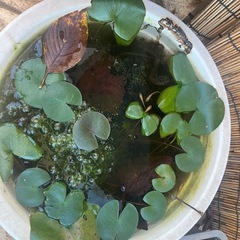メダカ　20匹程の画像