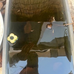 メダカ　20匹程の画像