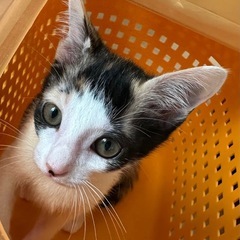 三毛猫