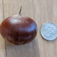 生栗　無農薬　1.5kgの画像