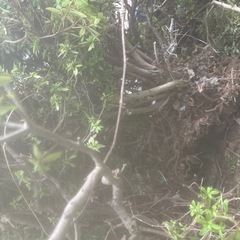植木の画像