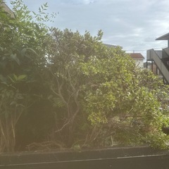 植木の画像