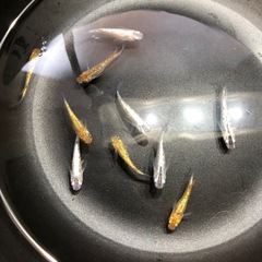 💎ラメMIXメダカ💎稚魚　30匹の画像