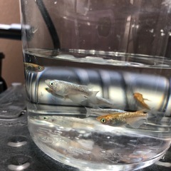 💎ラメMIXメダカ💎稚魚　30匹の画像