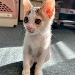 🐾甘えん坊のお転婆娘♪【パフィちゃん♀】里親さん募集中🐾