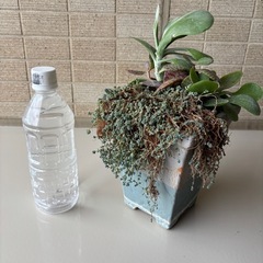 多肉植物　寄せ植え鉢の画像