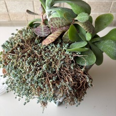 多肉植物　寄せ植え鉢の画像