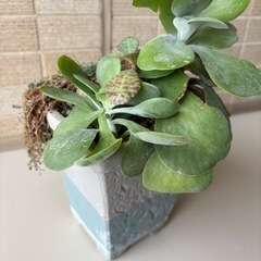 多肉植物　寄せ植え鉢の画像