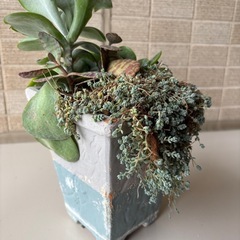 多肉植物　寄せ植え鉢の画像