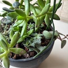 多肉植物寄せ植え鉢Bの画像