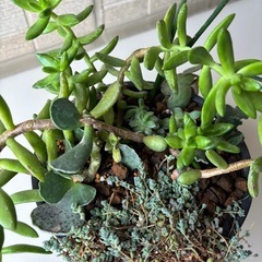 多肉植物寄せ植え鉢Bの画像