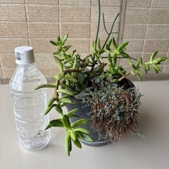 多肉植物寄せ植え鉢Bの画像