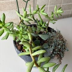 多肉植物寄せ植え鉢Bの画像