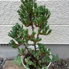 コニファー・オダマキ寄せ植え(抜き苗)の画像