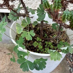 コニファー・オダマキ寄せ植え(抜き苗)の画像