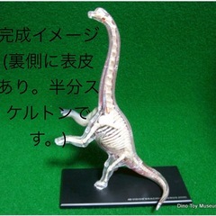 【未使用】ブラキオサウルス　模型（骨格、内臓、皮膚、ディスプレイ用トレイ一式）の画像