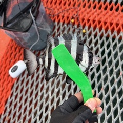 海釣り友達募集！　8日須磨海釣り公園行きませんか？