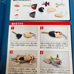 【未使用】トリケラトプス　模型（骨格、内臓、皮膚、ディスプレイ用トレイ一式） の画像