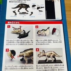 【未使用】トリケラトプス　模型（骨格、内臓、皮膚、ディスプレイ用トレイ一式） の画像
