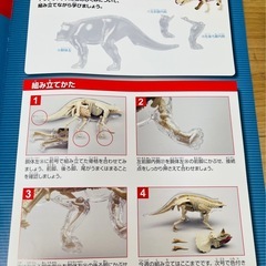 【未使用】トリケラトプス　模型（骨格、内臓、皮膚、ディスプレイ用トレイ一式） の画像