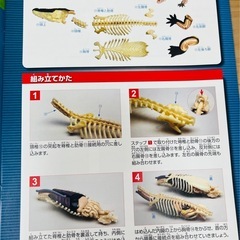 【未使用】ワニ　模型（骨格、内臓、皮膚、ディスプレイ用トレイ一式）の画像
