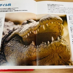 【未使用】ワニ　模型（骨格、内臓、皮膚、ディスプレイ用トレイ一式）の画像