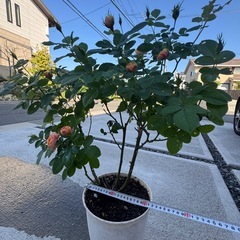 バラ苗、今咲いています。。の画像