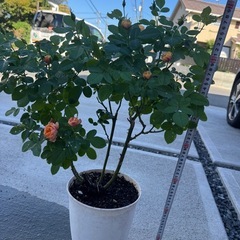 バラ苗、今咲いています。。の画像