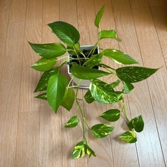 ポトスの画像