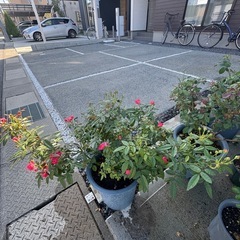 バラ苗、四季咲き。。の画像
