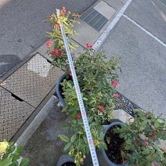 バラ苗、四季咲き。。の画像