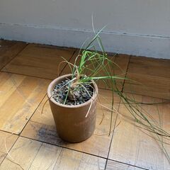 植木鉢3つセット　植物つきの画像