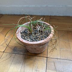 植木鉢3つセット　植物つきの画像