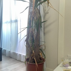 観葉植物の画像