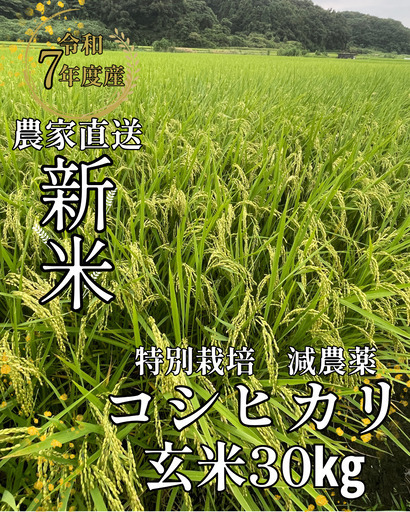 タイムセール！令和七年産　特別栽培　減農薬　コシヒカリ　玄米30㎏